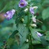 09 b Schluchensteig Etappe 4 - 6